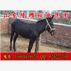 供應(yīng)500斤大驢多少錢價(jià)格